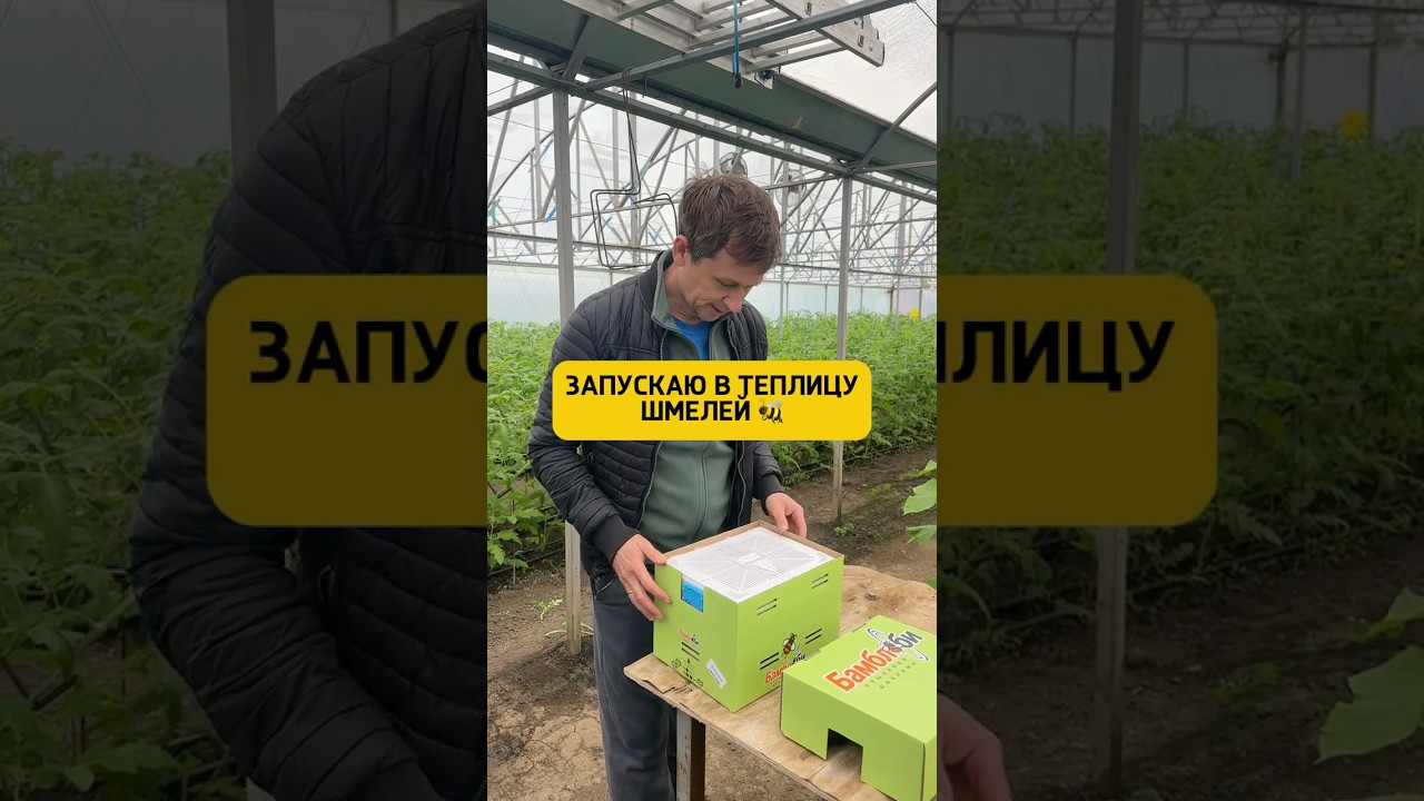 Новые питомцы в моей теплице 🐝😁