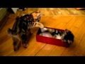курильский бобтейл котята играют в коробке