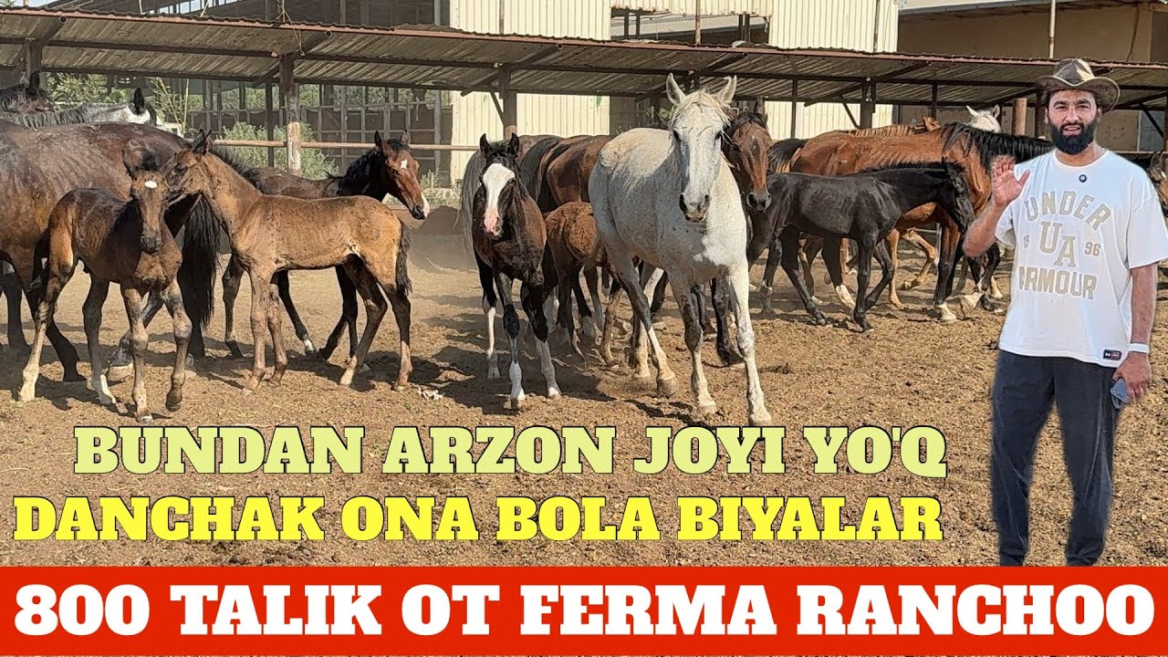 BAXTIYOR AKA 800 TALIK OT FERMASI DANCHAK ONA BOLA BIYALAR SOTILADI INSOFLI MOMILALI YIGIT😂