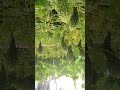 CB crops show