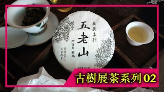 《古樹展茶系列》EP.02｜2021年五老山古樹純料（4K UHD）【藝寶堂台灣張哥】