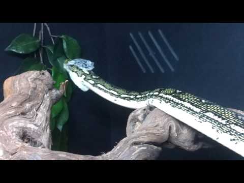 Diamond Python - Shedding 02