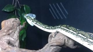 Diamond Python - Shedding 02