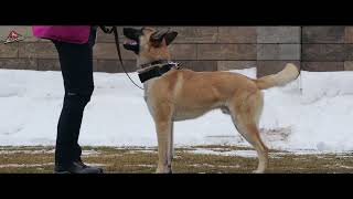 Ares 14 Months - Brezno 17. 1. 2026