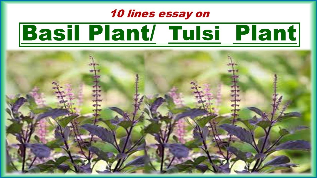 10 lines essay on Basil Plant 10 line on Tulsi Plant YouTube