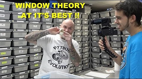 Enhancer G-Stripe Ball Python Egg Cutting !! Can We Hit Some !!