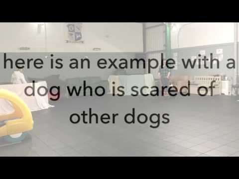 Vídeo: Open Bar Closed Bar no treinamento do cão