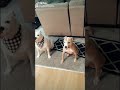 Dogs who tell on each other!