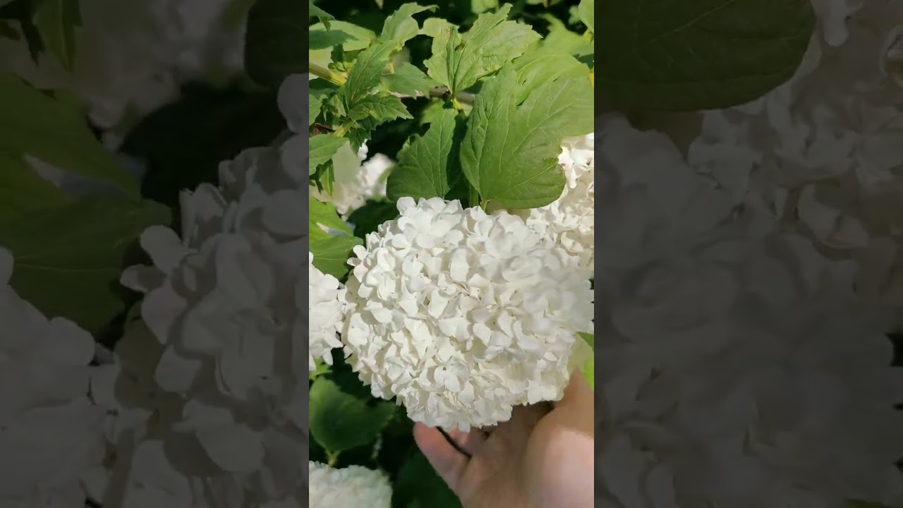 Schneeball, Sichtschutzhecke, живая изгородь, май, 2023