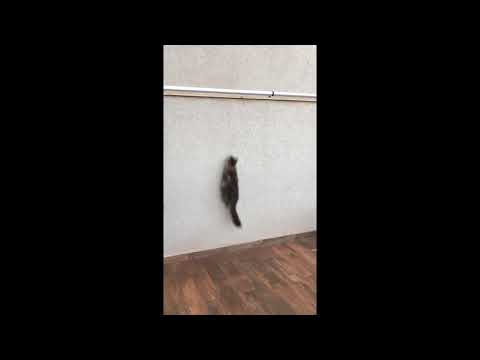 Vídeo: Os gatos podem escalar cercas?