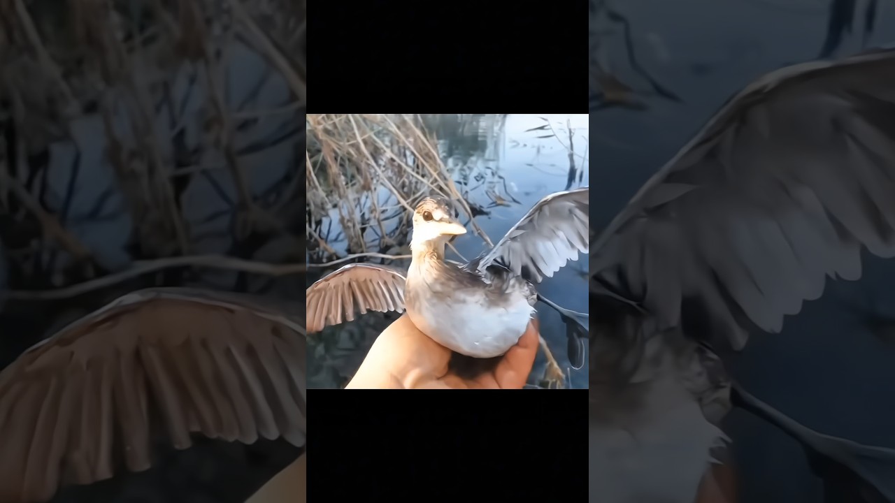 Маленькая птичка спасена! | Спасение и освобождение птенца 