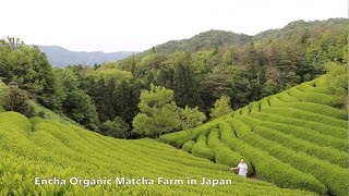 Encha Organic Matcha Farm in Japan