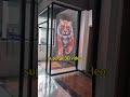p3.91-7.82 led holographic screen display effect show #leddisplay #ledscreen #ledholographicscreen
