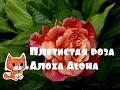 Плетистая немецкая роза абрикосо - розового цвета Aloha (Aloha Hawaii, Korwesrug) Алоха Kordes