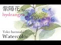 水彩画  紫陽花の描き方 How to draw watercolors［hydrangea］春崎陽子　Yoko harusaki