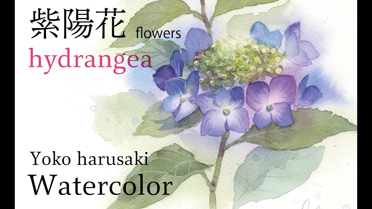 水彩画 紫陽花の描き方 How To Draw Watercolors Hydrangea 春崎陽子 Yoko Harusaki Youtube