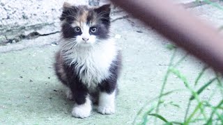 I Found Fluffy Calico Kitten