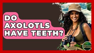 Do Axolotls Have Teeth? - Reptilian Wonders