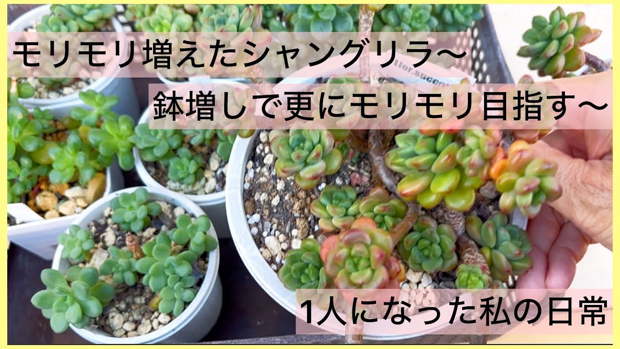 多肉植物]モリモリ増えたシャングリラ鉢増しで更にモリモリ目指す〜^_