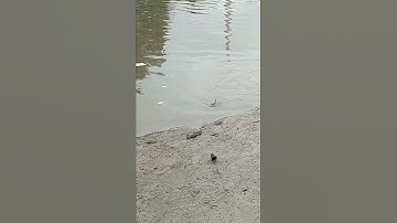 cá bống sao Cà Mau