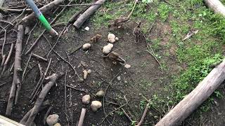 American Red Squirrel vs Mallard Duck fighting for bird seeds
