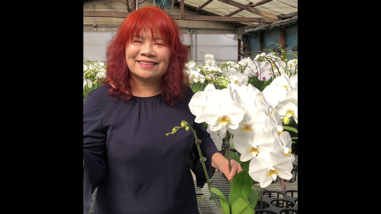 蘭花如何照顧？蘭花謝了以後怎麼處理？如何澆水？施肥？