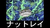 ポケモン言えtap プレイインプレッション Youtube ポケモン言えtap プレイインプレッション Youtube