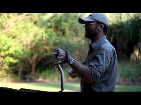 Children's Python (Antaresia childreni)