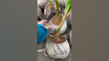 Dừa Mã Lai #dừa  mã lai đit bầu #0865953050