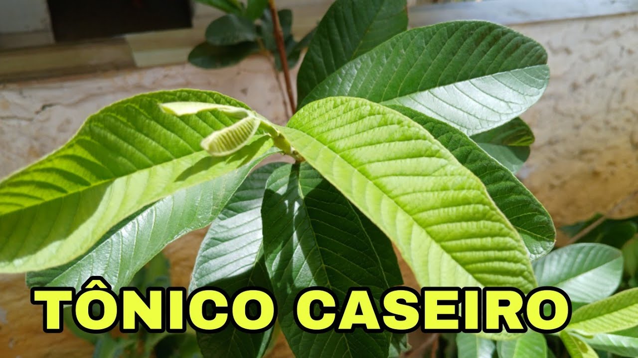 TÔNICO DA FOLHA DE GOIABA PARA CRESCIMENTO CAPILAR 