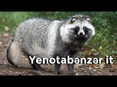 Video: İtlərdə Onurğa Dejenerasiyası