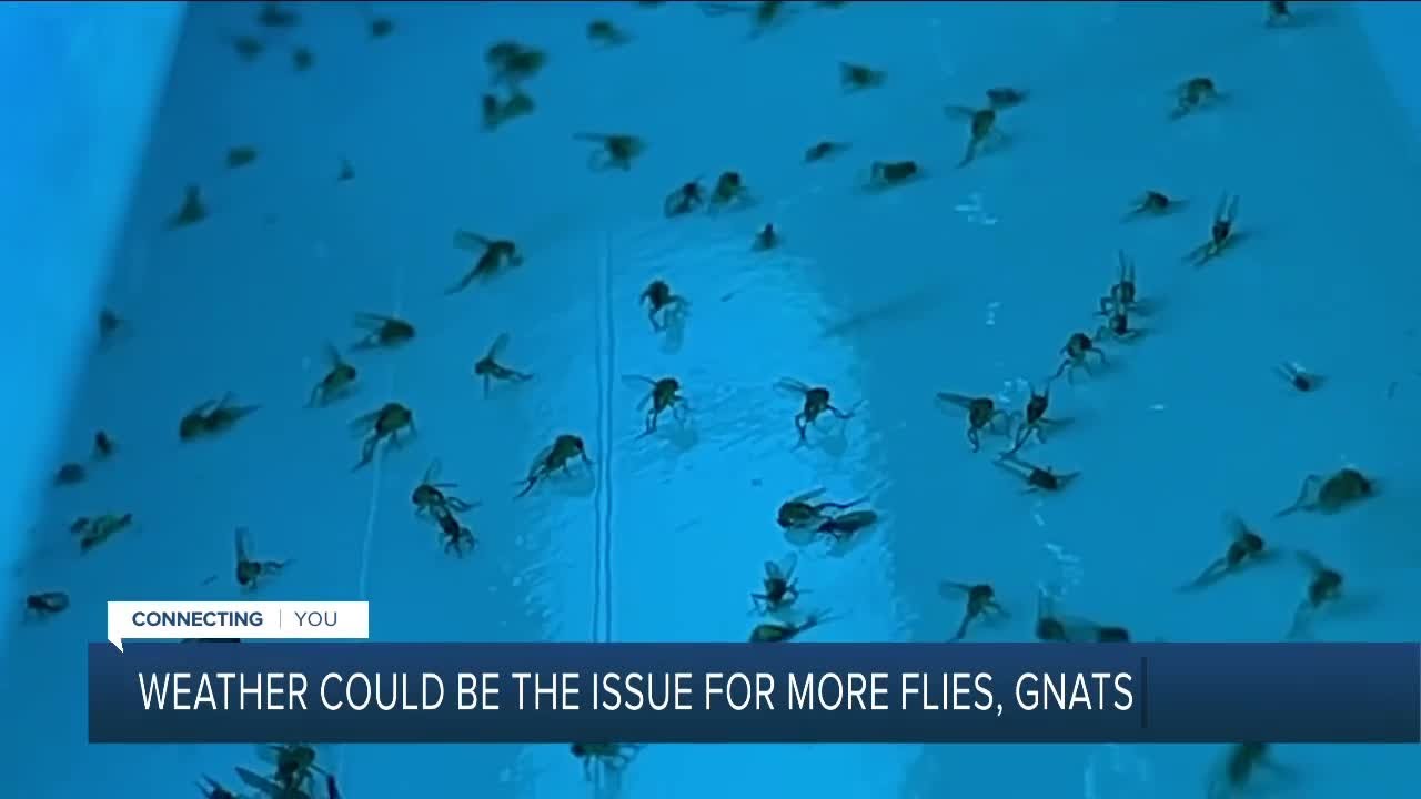 How Do You Get Rid Of Gnats? (2024 Guide) – Forbes Home
