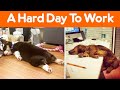 Funny Times That People Take Dogs To Work