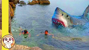 Dove ci sono più attacchi di squali?