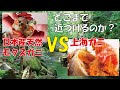 日本天然のモクズガニの味は、上海ガニにどれ程近づけるのか？