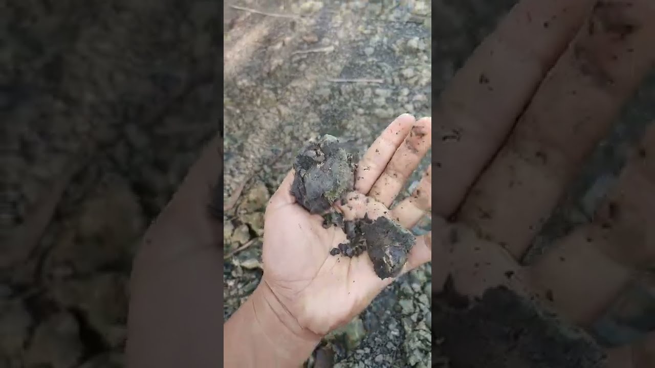 akibat gali parit, pirit pun naik