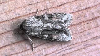 Distinct Quaker Moth Noctuidae Achatia Distincta? Dorsal View