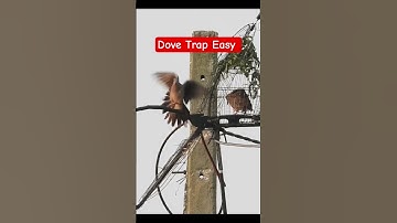 #shorts #dovetrap #dovehunting #birdhunting #india #vietnam #1millionviews