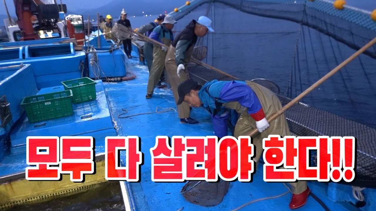 동해 수온이 무려 27도!!올해 엄청나게 터졌다!/ Thousands of squid!!
