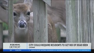 Livonia homeowners could be responsible for removing deer carcasses