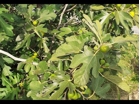 Video: Navodnjavanje smokava - Kada zalijevati smokve u bašti