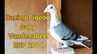 Racing Pigeon Gaby Vandenabeele