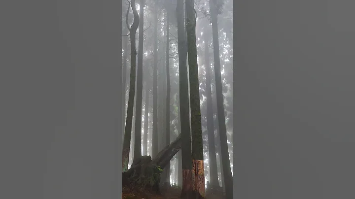 Video 10077431: beautiful forest, bengal beauty