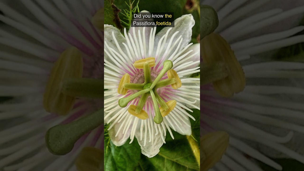 Passion Fruit's Stinky Secret: A Scented Journey🌱 