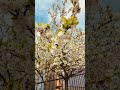 #helsinki #bloom