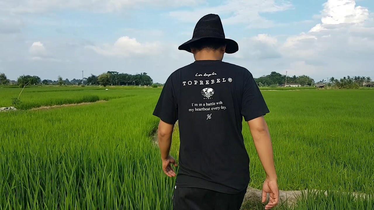 Pemandangan Sawah Di Desa Ujung Mulia Nagori Muara Mulia Kec