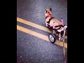 Frenchie Goes for Walk with Walkin&#39; Wheels &amp; Walkin&#39; Wheelchair Leash!