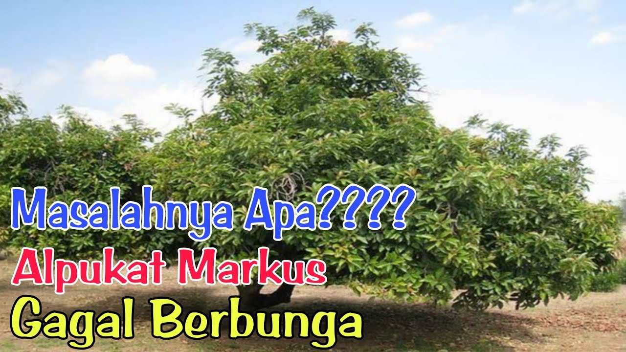 Penyebab Alpukat Markus Susah Berbuah Dengan Pupuk Kalium