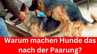 Verblüffend! Warum machen Hunde das nach der Paarung? 🐶 by Hundefantastisch 6,185 views 11 months ago 1 minute, 54 seconds