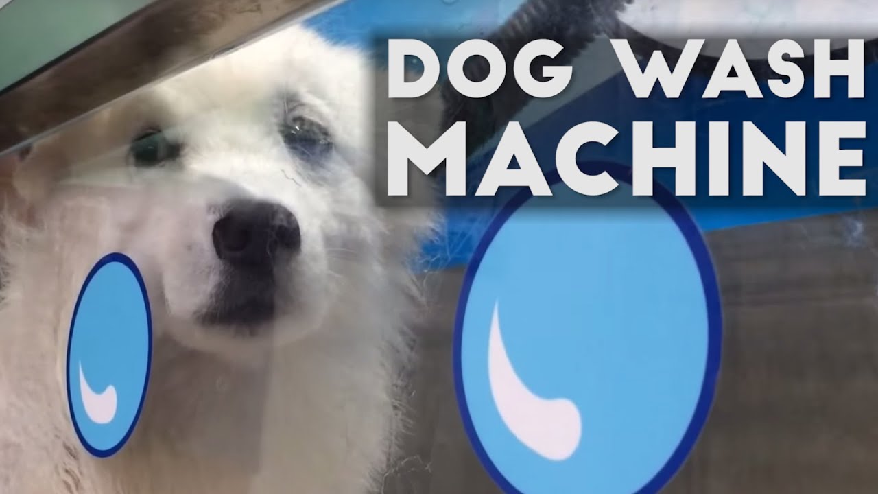 How To Shower A Japanese Spitz Automated Dog Wash Machine You